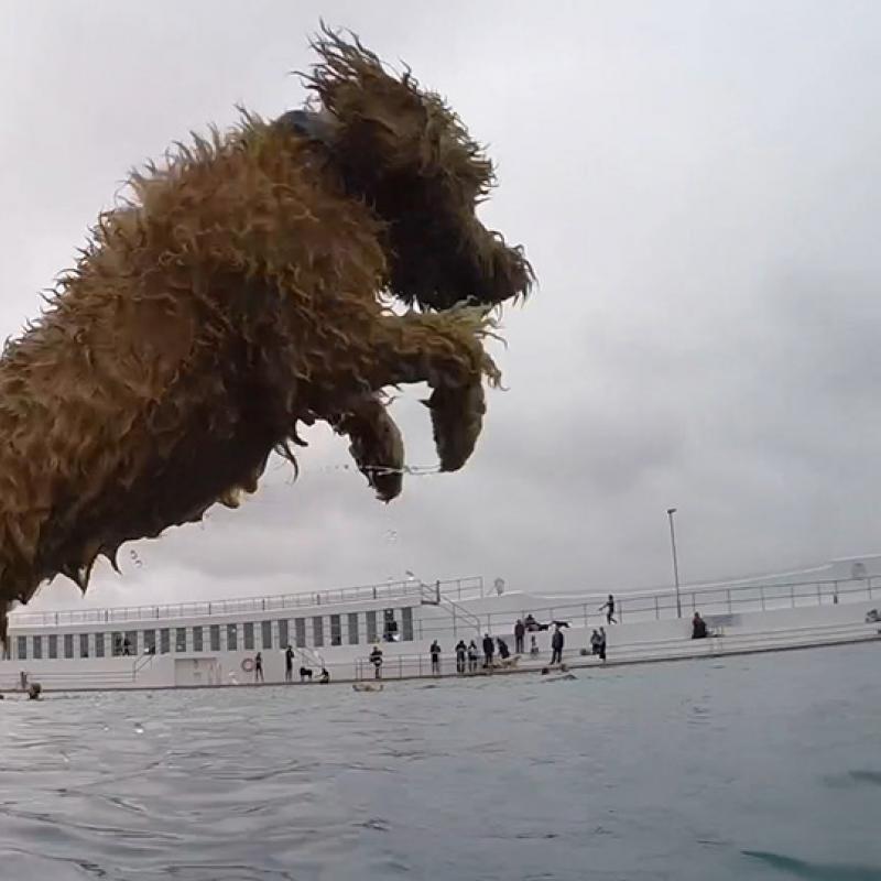 Dog launches into Jubilee Pool