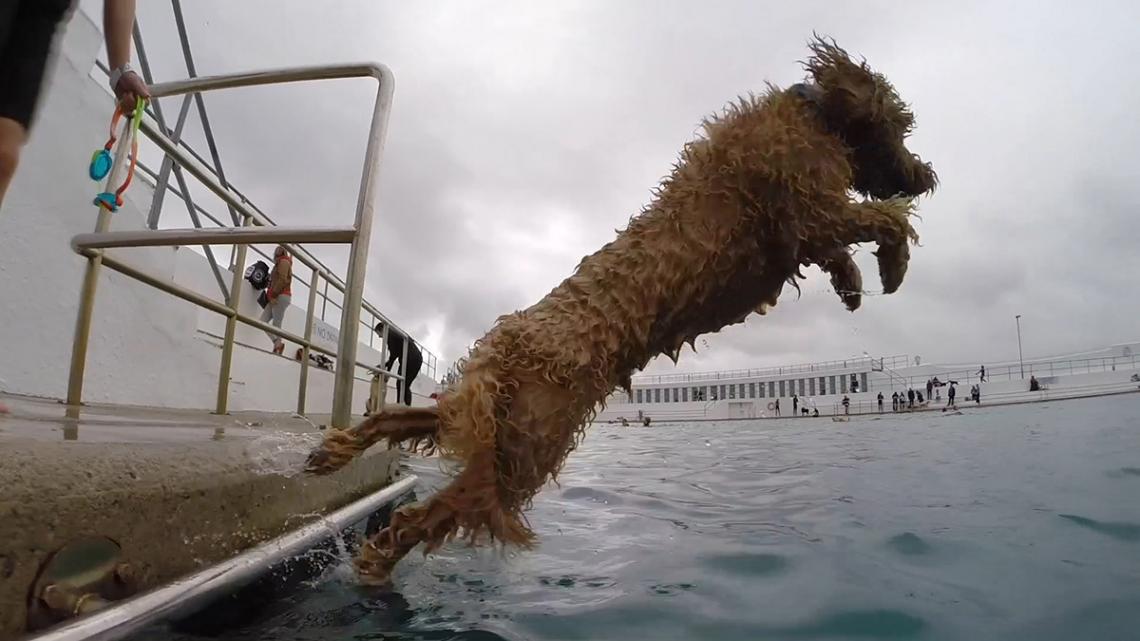 Dog launches into Jubilee Pool