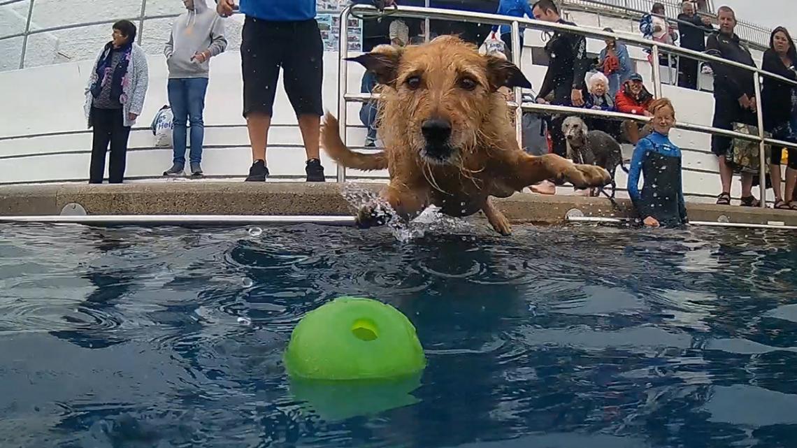 Dog in Jubilee Pool chasing ball