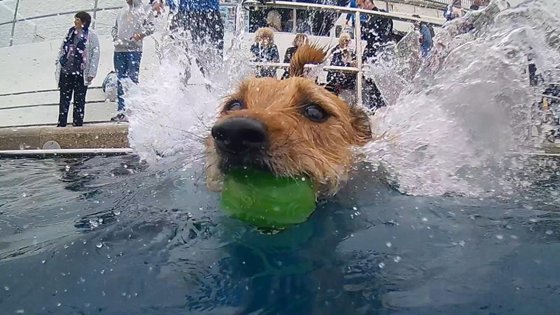 Dog in Jubilee Pool, ball in mouth